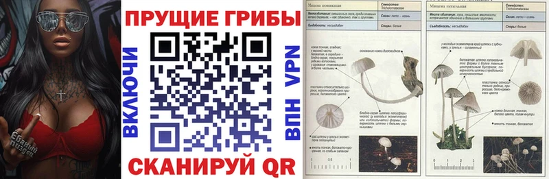 Купить  Кудрово  Галлюциногенные грибы MAGIC MUSHROOMS 